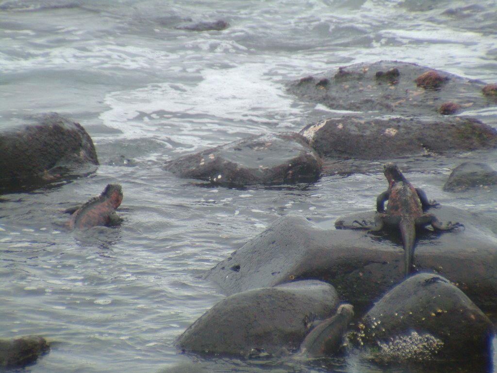 18-Marine Iguanas.jpg - Marine Iguanas